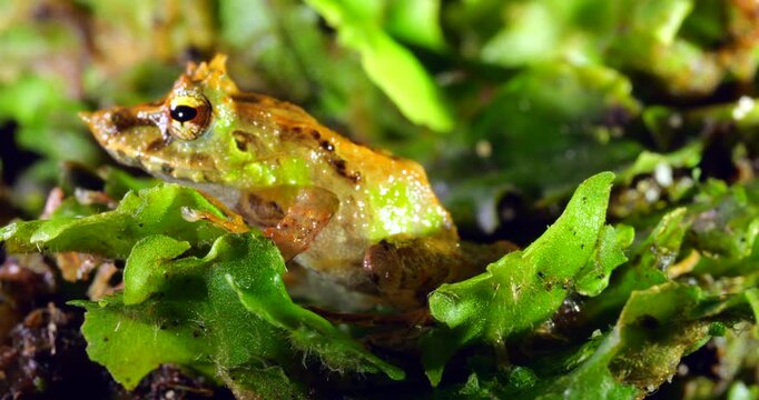 Pinocchio Rainfrog (Pristimantis appendiculatus).An unusual frog with a pointed nose occurring in cloud forest on the western slopes of the Andes in Ecuador. 