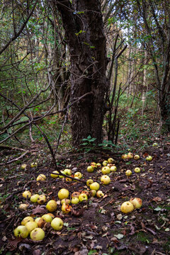 Fallen apples decay beneath an overgrown apple tree on the floor of a neglected woodland orchard