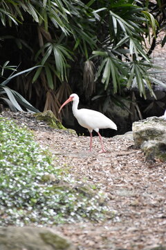 yellow billed stork