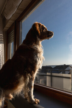 A Brittany Spaniel sits on an indoor windowsill and watches the sunlit neighborhood through a window