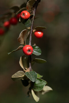 Close-up of the red berries of a cotoneaster (Cotoneaster franchetii) growing on a branch in the fall.