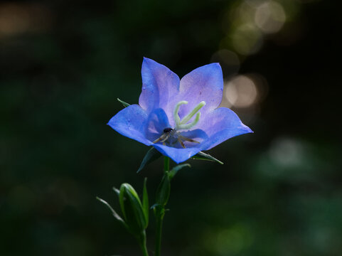 Close-up shot of a single blue peach-leaved bellflower (Campanula persicifolia) with a tiny beetle inside the blossom.