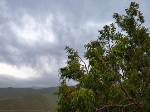 Close-up shot of a vibrant green coniferous tree branch with textured foliage. Dramatic overcast sky and rolling hills create a moody natural landscape.