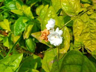 White jasmine flowers blooming among vibrant green leaves in a garden © Muhammad