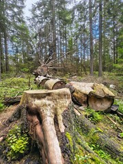 Pień starego drzewa  © WalDec