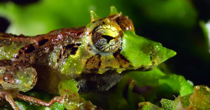 Pinocchio Rainfrog (Pristimantis appendiculatus).An unusual frog with a pointed nose occurring in cloud forest on the western slopes of the Andes in Ecuador. 