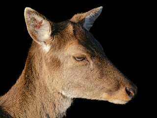 Close-up Profile Portrait of a Female Deer Against a Black Background © Marrow83