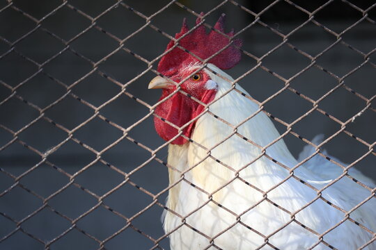 White rooster behind a wire fence in a farm yard