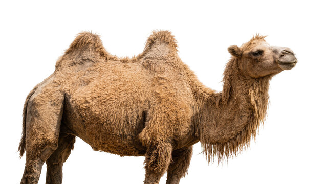 Brown dromedary camel with shaggy fur, isolated on transparent background