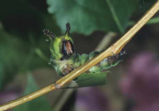 Gro&szlig;er Eisvogel, Limenitis populi, Raupe an Zitterpappelzweig, sehr seltener Waldschmetterling