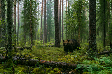 Fototapeta premium A wild brown bear