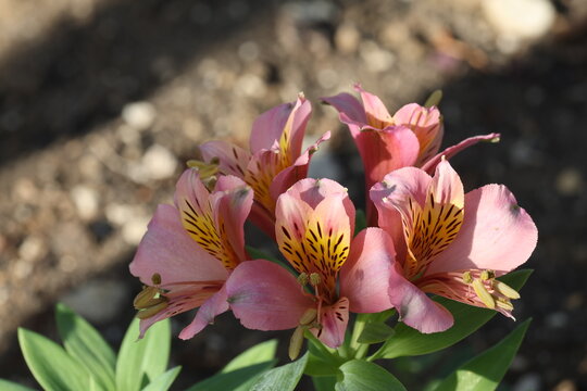 Blooming pink Peruvian lily flowers with intricate patterns