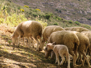 Flock of sheep grazing with a small lamb on a sunny hillside in the countryside © shotbydani