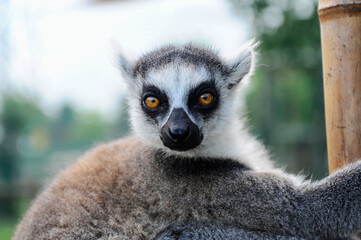 Fototapeta premium Ring-tailed lemur looks directly at the camera in a close animal portrait. Golden eyes and distinctive black and white facial markings highlight biodiversity and primate conservation.