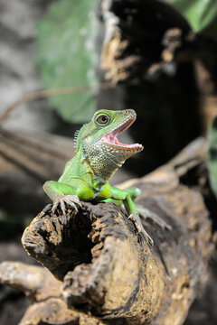 Chinese water dragon perches on a log with its mouth wide open in an alert display. Vertical portrait highlights green scales, sharp claws, expressive eye, and reptile behavior.