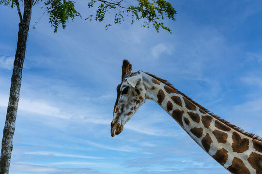 Spotted giraffe in profile beneath a blue sky with wide copy space beside a protected tree in a managed natural setting. Mesh around the trunk suggests plant protection and wildlife management.