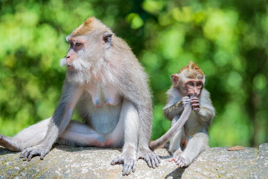 Long-tailed macaque mother resting beside her young offspring on a stone wall in lush tropical forest.