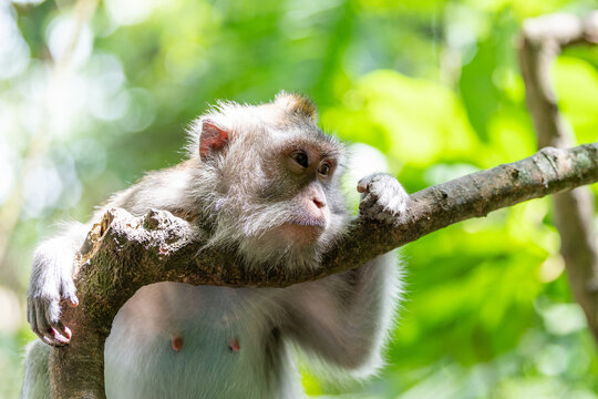 Wild female long-tailed macaque sitting on a mossy tree branch in lush tropical forest in Bali, Indonesia.