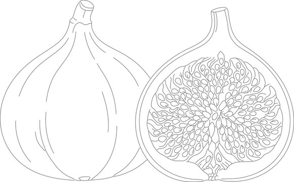 Minimalist fig line art vector, botanical fruit illustration with whole and half cut fig, elegant black and white outline drawing for coloring or logo