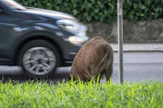 Wild boar foraging on a grassy roadside verge as a moving car passes close behind in a suburban environment. Human-wildlife coexistence and road safety concept.