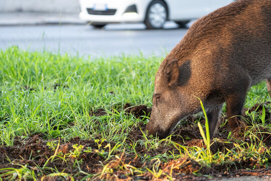 Wild boar foraging beside a busy road while a car passes behind in a suburban green verge at close range. Urban wildlife adaptation, habitat pressure and traffic risk.