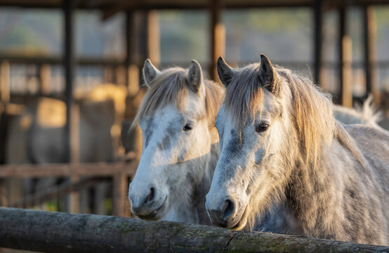 Two camargue horses stand together in the po delta, italy, at golden hour. Warm light and close portrait emphasize companionship, calm, rural life, and animal welfare.