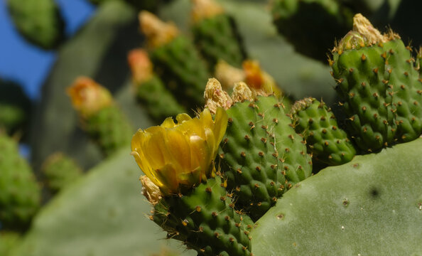o be prickly pear cactus, most likely Opuntia ficus-indica.The flat, oval pads and yellow flowers are characteristic of this species, which is very common throughout Greece