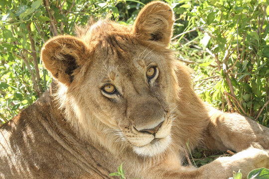 Young african lion resting in dense green vegetation looks directly at the camera. Close wildlife portrait highlights intense eyes, natural camouflage, and big cat conservation.