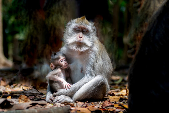 Mother long-tailed macaque sitting protectively beside her infant on the forest floor in Bali, Indonesia.