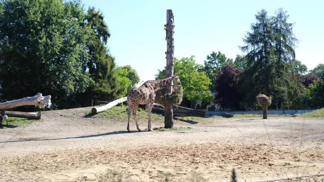 A giraffe stands in the zoo. It is eating hay while surrounded by trees and clear blue skies. High quality 4k footage
