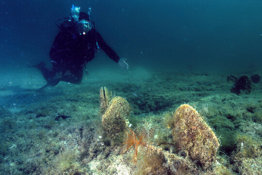 a scuba diver observing large noble pen shells (Pinna nobilis) on the Mediterranean seafloor