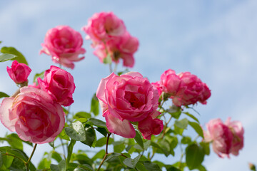 Obraz premium Pink climbing rose flowers blooming among dense green leaves in garden.