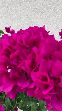 Bougainvillea plant in pink red colors blooming