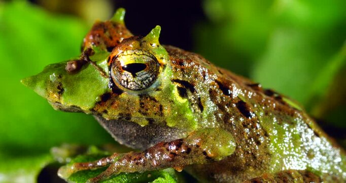 Pinocchio Rainfrog (Pristimantis appendiculatus).An unusual frog with a pointed nose occurring in cloud forest on the western slopes of the Andes in Ecuador. 