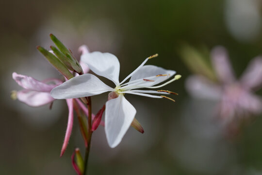 A close-up of a Lindheim's evening primrose (Oenothera lindheimeri) in bloom, showing its delicate leaves.
