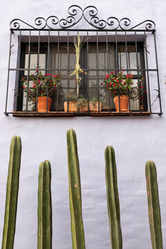 Tall cacti rise beneath a flower-filled barred window decorated with a palm cross in San Miguel de Allende, Mexico