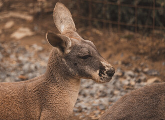 Close up profile portrait of a red kangaroo (Osphranter rufus) head. © Luk
