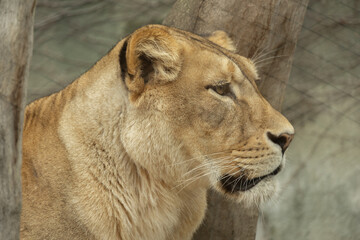 Close up profile portrait of a Barbary lioness (Panthera leo leo) looking to the side. © Luk