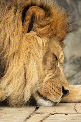 Close up portrait of a sleeping male Barbary lion (Panthera leo leo) resting his head. © Luk