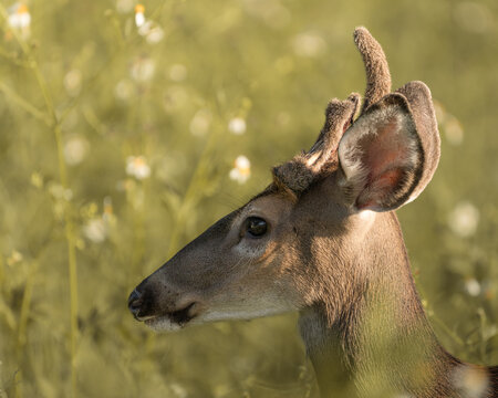 Young white-tailed deer photographed in a natural outdoor habitat.