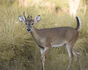 Obraz premium Young white-tailed deer photographed in a natural outdoor habitat.