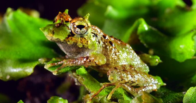 Pinocchio Rainfrog (Pristimantis appendiculatus).An unusual frog with a pointed nose occurring in cloud forest on the western slopes of the Andes in Ecuador. 
