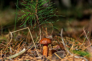 mushroom in the grass © CherniView
