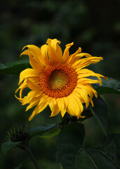 A close-up of a blooming sunflower with bright yellow petals and a striking orange-brown center against a contrasting dark background of foliage © Arina