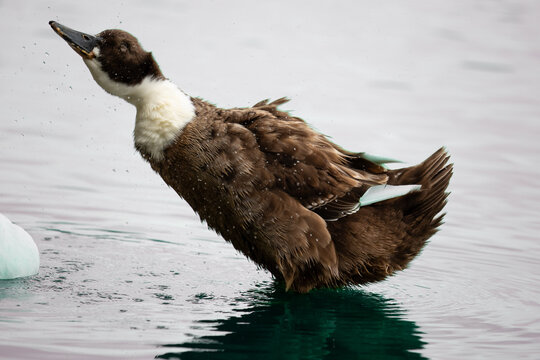 AVES 