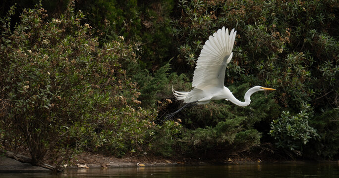 AVES 