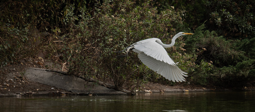 AVES 