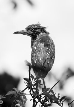 AVES 