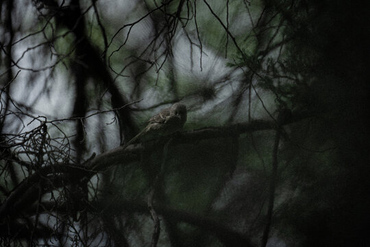 AVES 