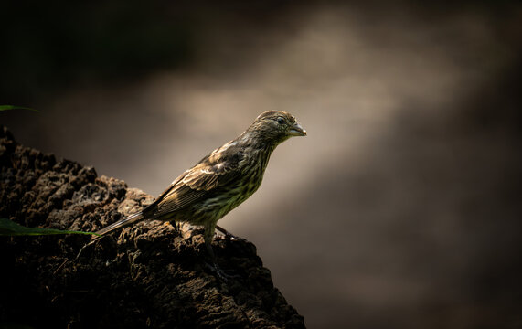 AVES 